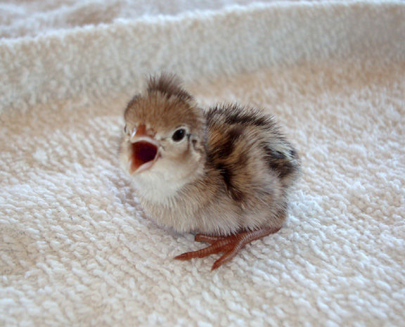 Southern Arizona Wildlife Babies